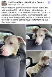 Found/Stray Male Dog last seen SW Hall Blvd & SW 90th, Washington County, OR, Beaverton, OR 97008