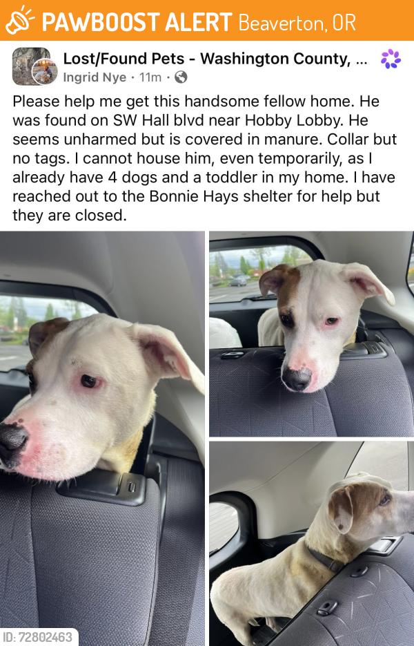 Found/Stray Male Dog last seen SW Hall Blvd & SW 90th, Washington County, OR, Beaverton, OR 97008