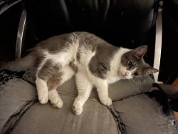 Found/Stray Male Cat last seen Park in Hugson, Hughson, CA 95326