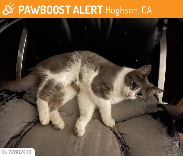 Found/Stray Male Cat last seen Park in Hugson, Hughson, CA 95326