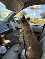 Lost Female Dog last seen Noyes and morrell street, San Diego, CA 92109