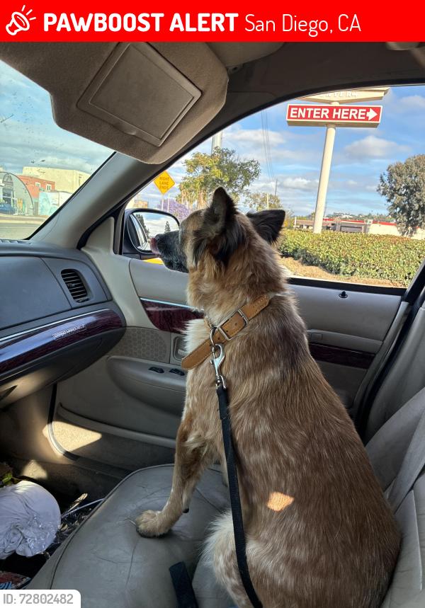Lost Female Dog last seen Noyes and morrell street, San Diego, CA 92109