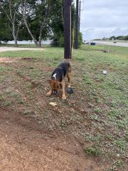 Found/Stray Male Dog last seen Near chevyford motorplex, San Antonio, TX 78223