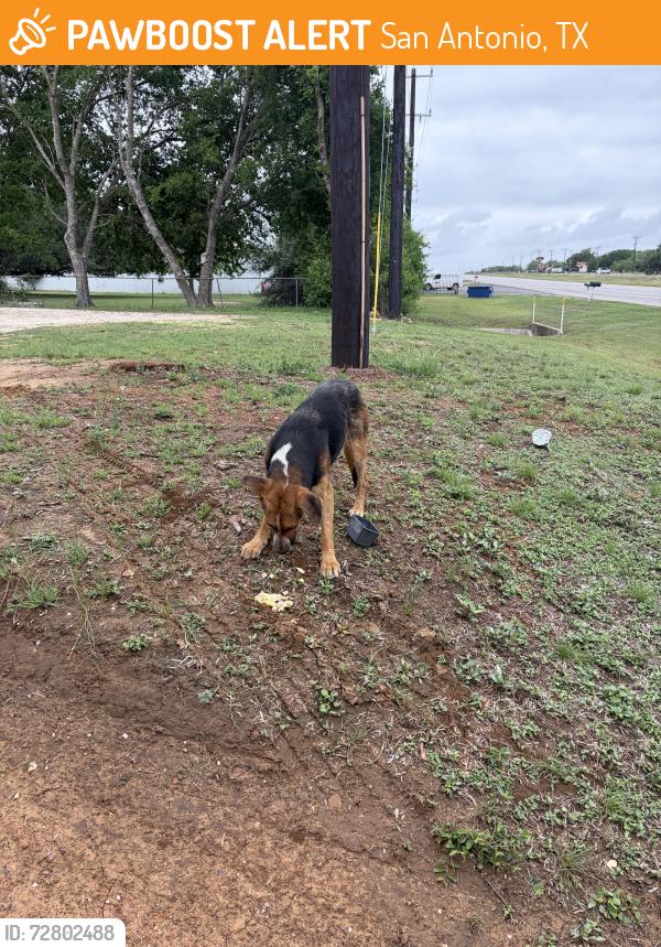 Found/Stray Male Dog last seen Near chevyford motorplex, San Antonio, TX 78223