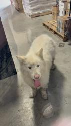 Found/Stray Unknown Dog last seen Avery Oil Co , Marion, TX 78124