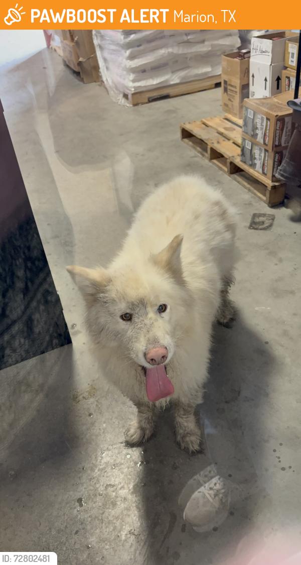Found/Stray Unknown Dog last seen Avery Oil Co , Marion, TX 78124