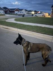 Reunited Female Dog last seen Maple & 27th , Abilene, TX 79602