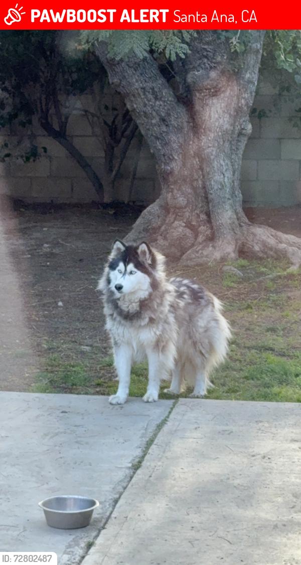 Lost Female Dog last seen Main and Edinger , Santa Ana, CA 92707