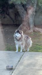 Lost Female Dog last seen Main and Edinger , Santa Ana, CA 92707