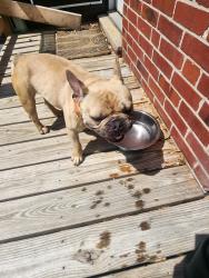 Found/Stray Male Dog last seen Glenmount Elementary , Baltimore, MD 21206