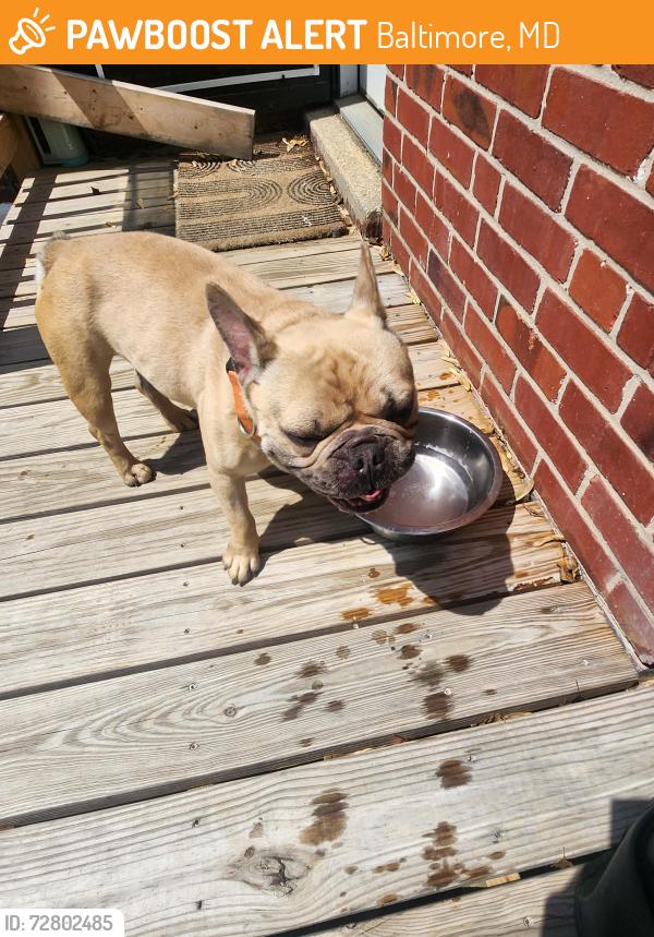 Found/Stray Male Dog last seen Glenmount Elementary , Baltimore, MD 21206