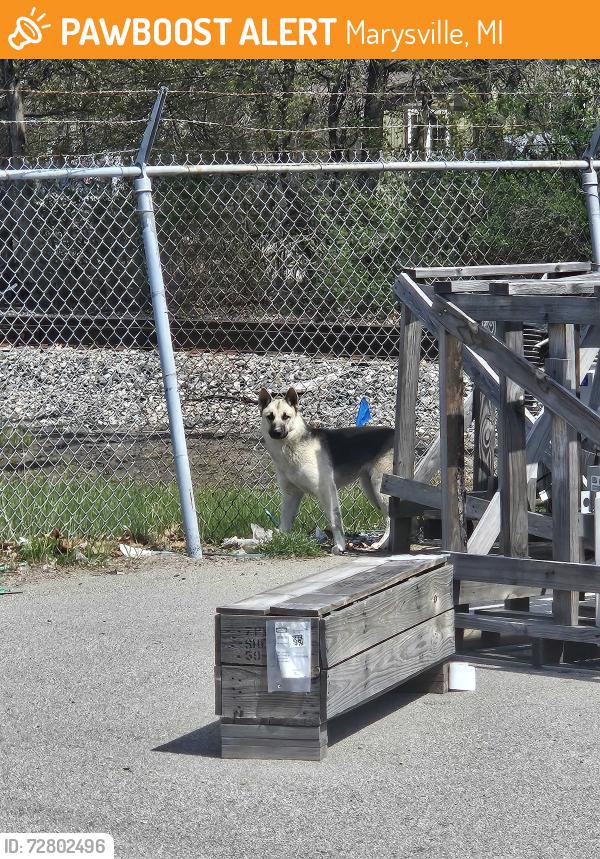 Found/Stray Unknown Dog last seen Ravenswood and Railroad Tracks, Marysville, MI 48040