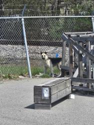 Found/Stray Unknown Dog last seen Ravenswood and Railroad Tracks, Marysville, MI 48040