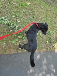 Found/Stray Female Dog last seen Knight & Geoffrey , Durham, NC 27705