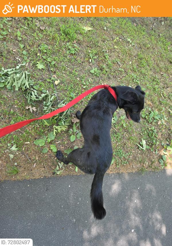 Found/Stray Female Dog last seen Knight & Geoffrey , Durham, NC 27705