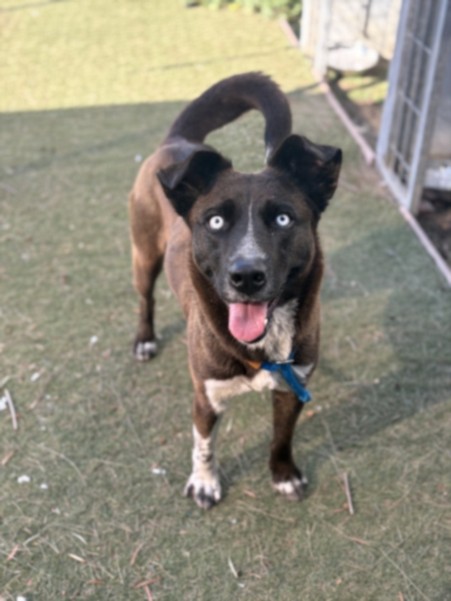 Shelter Stray Female Dog last seen , Los Angeles, CA 90025