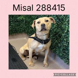 Shelter Stray Female Dog last seen ALLEN RD X LINSTEAD DR, Macon, GA 31216