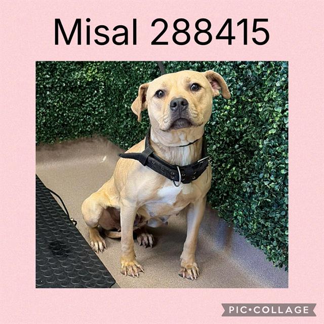 Shelter Stray Female Dog last seen ALLEN RD X LINSTEAD DR, Macon, GA 31216
