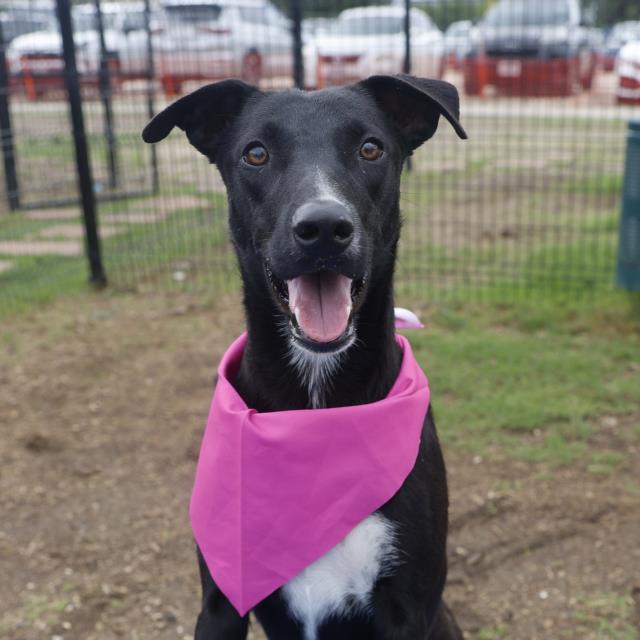 Shelter Stray Female Dog last seen RIGSBY AVE, San Antonio, TX 78227