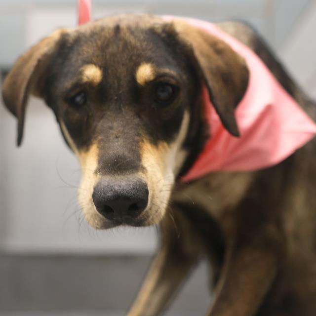 Shelter Stray Female Dog last seen Near BLOCK COMMERCIAL AVE, San Antonio, TX 78227