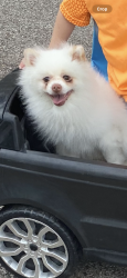 Lost Male Dog last seen Near Piikoi Lane Libertyville, Libertyville, IL 60048
