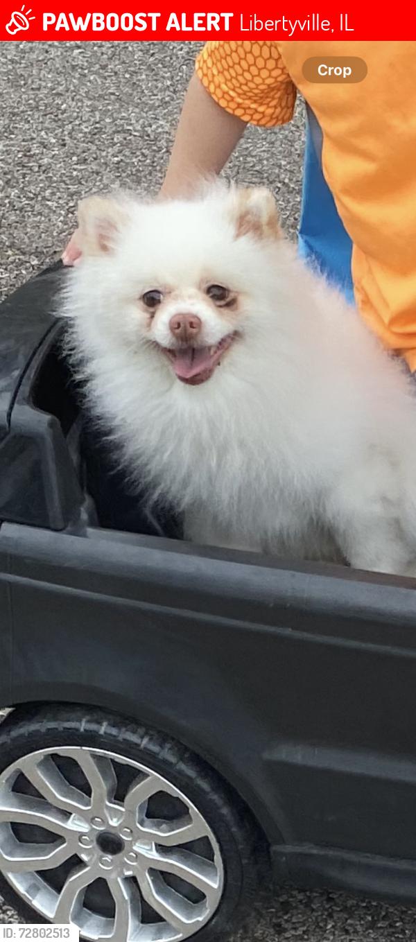 Lost Male Dog last seen Near Piikoi Lane Libertyville, Libertyville, IL 60048