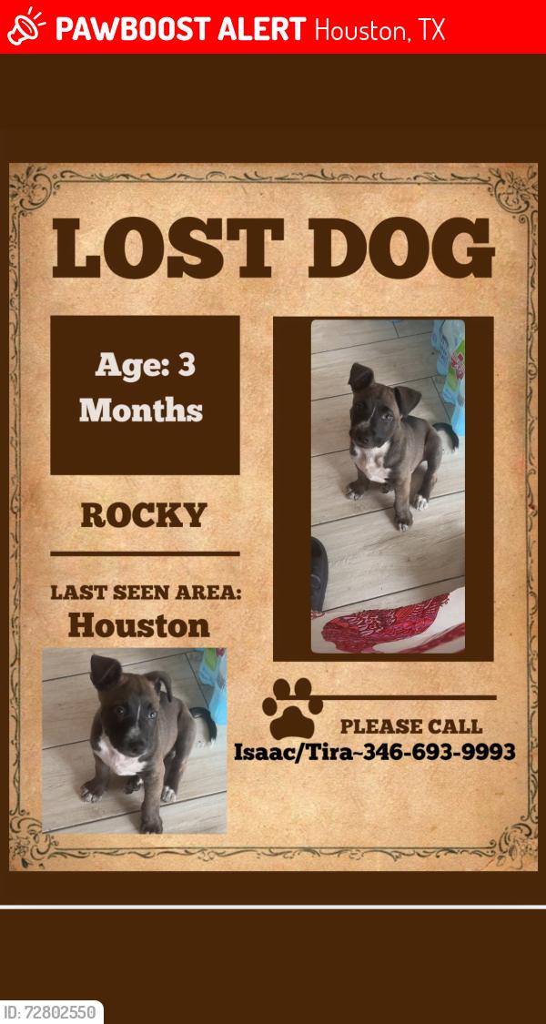 Lost Male Dog last seen Fire station, Houston, TX 77083