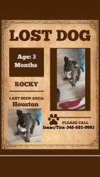 Lost Male Dog last seen Fire station, Houston, TX 77083