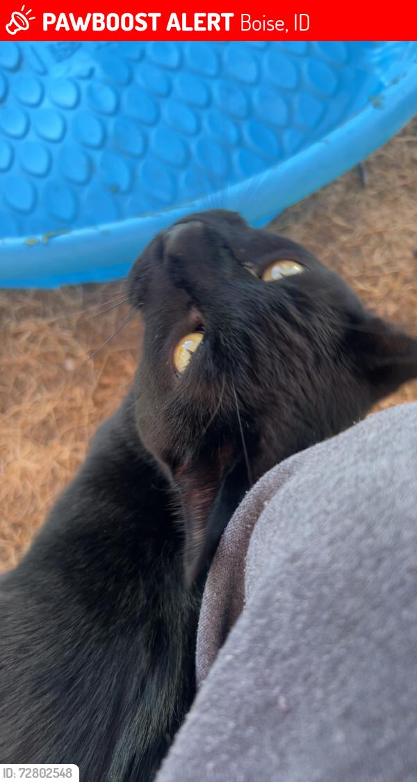 Lost Male Cat last seen Maverick, Whittier Elementary , Boise, ID 83702