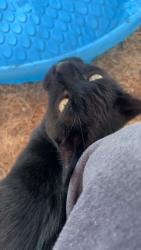 Lost Male Cat last seen Maverick, Whittier Elementary , Boise, ID 83702