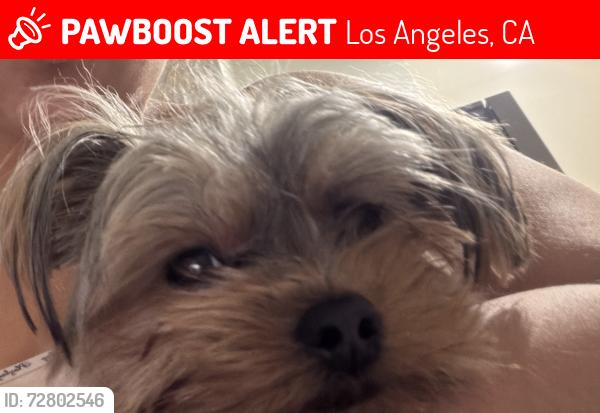 Lost Female Dog last seen Paso Robles Avenue & Halsey Street, Los Angeles, CA 91344