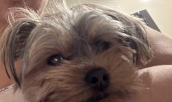 Lost Female Dog last seen Paso Robles Avenue & Halsey Street, Los Angeles, CA 91344