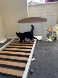 Lost Male Cat last seen Grass between lilac and holly and maple street park, Ushaw Moor, England DH7