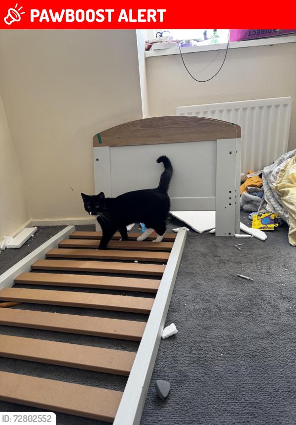 Lost Male Cat last seen Grass between lilac and holly and maple street park, Ushaw Moor, England DH7