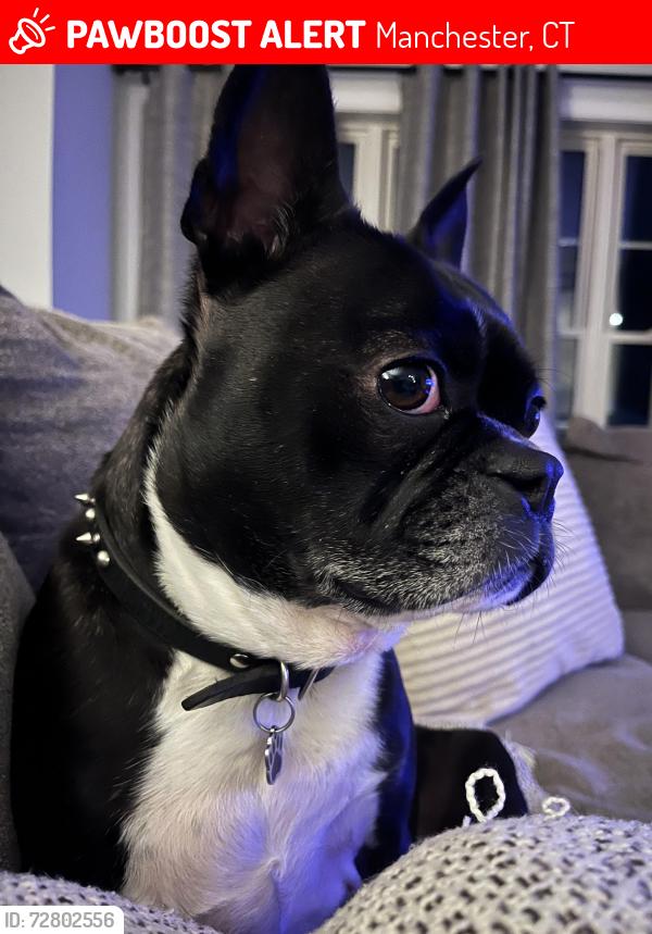 Lost Male Dog last seen Congress st and East Middle Tpk, Manchester, CT 06042