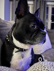Lost Male Dog last seen Congress st and East Middle Tpk, Manchester, CT 06042