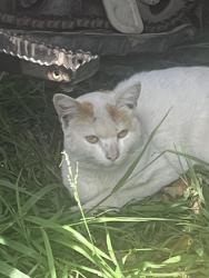Found/Stray Unknown Cat last seen Juniper st , Escondido, CA 92025