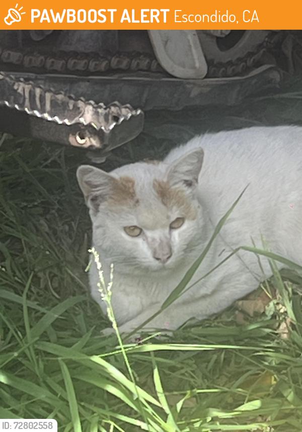 Found/Stray Unknown Cat last seen Juniper st , Escondido, CA 92025