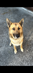 Lost Male Dog last seen Highland Pointe Area, Cohutta, GA 30710