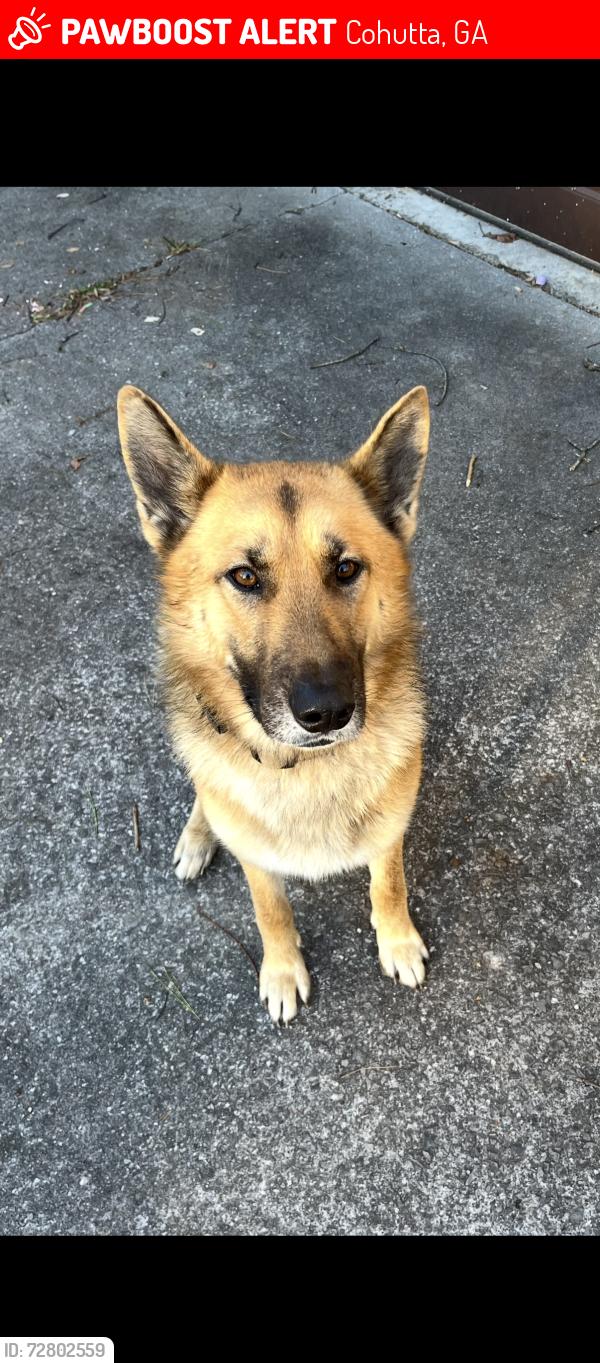 Lost Male Dog last seen Highland Pointe Area, Cohutta, GA 30710