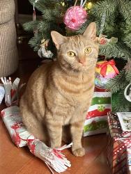 Reunited Female Cat last seen Crown Drive, Chocolake Lake Hotel, St. Margaret’s Bay Rd, Halifax, NS B3N 1N5