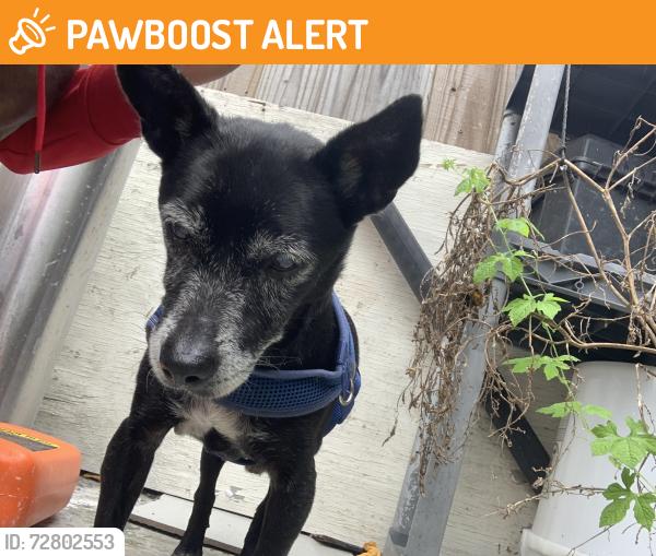 Found/Stray Male Dog last seen Ne 150th st , North Miami Beach, FL 33162