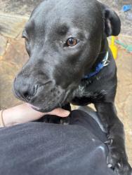 Found/Stray Male Dog last seen Hardwick rd and great Hampden rd, Edmond, OK 73034
