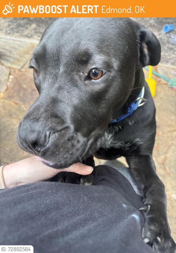 Found/Stray Male Dog last seen Hardwick rd and great Hampden rd, Edmond, OK 73034