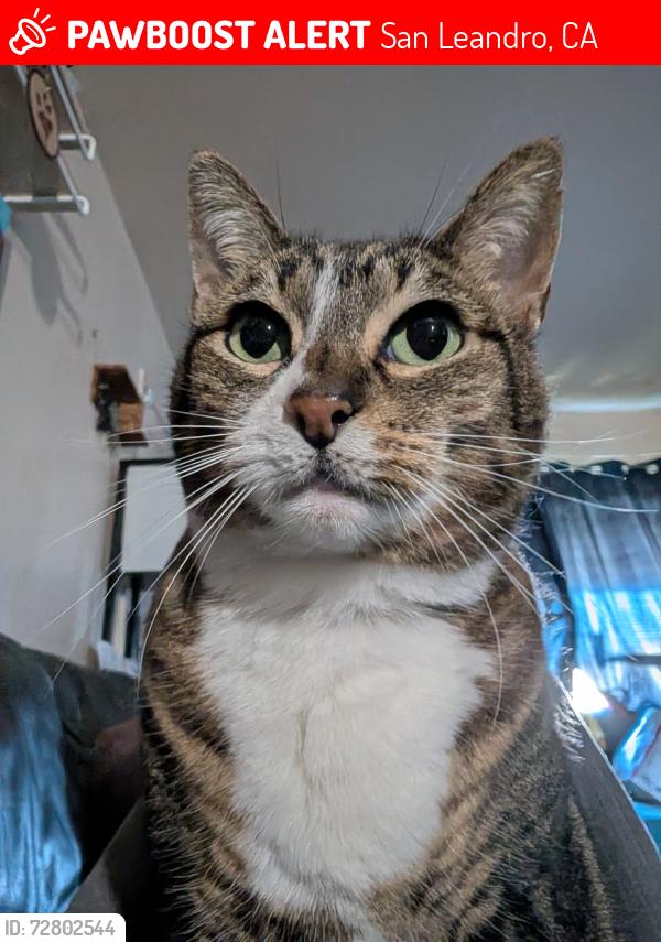 Lost Female Cat last seen Patton Avenue , San Leandro, CA 94578
