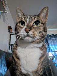 Lost Female Cat last seen Patton Avenue , San Leandro, CA 94578