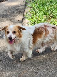 Found/Stray Male Dog last seen Lakeview , Houston, TX 77095