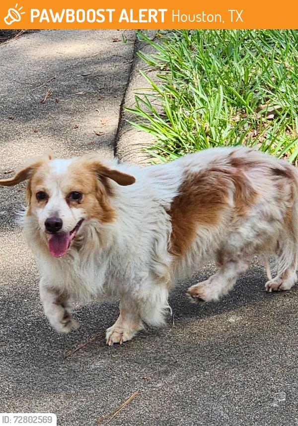 Found/Stray Male Dog last seen Lakeview , Houston, TX 77095