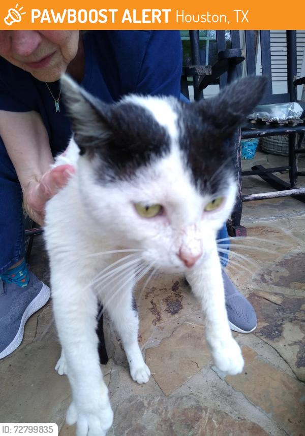 Found/Stray Male Cat last seen Gessner @ Westray, Houston, TX 77080