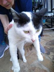 Found/Stray Male Cat last seen Gessner @ Westray, Houston, TX 77080